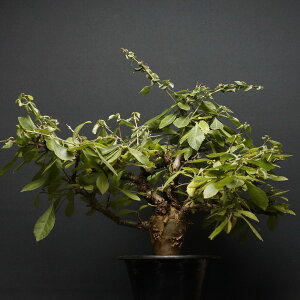 "Commiphora habessinica" R~tH nxVjJ Ǘ2108 ς Ɣ codex R[fbNX A 򍪐A  xA[g R~tH