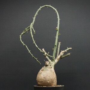 "Adenia pseudoglobosa" AfjA vZEhO{[T Ǘ2109 ς Ɣ codex R[fbNX A 򍪐A AfjA O{[T xA[g