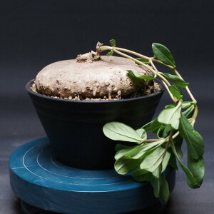 uLXe} vJCfX "Brachystelma plocamoides" Ǘ2466 ϗtA  蕨 v[g CeA  R[fbNX coudex A 򍪐A uLXe}