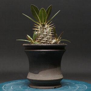 pL|fBE OLX "Pachypodium Gracilius" Ǘ2467 ϗtA  蕨 v[g CeA  R[fbNX coudex A 򍪐A  pL|fBEOLX 