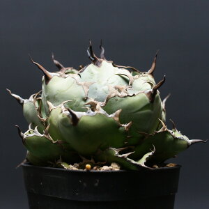 AKx `^m^yubNu[z "Agave titanota" Ǘ2469 ϗtA  蕨 v[g CeA  R[fbNX coudex A ubNu[