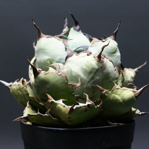 AKx `^m^yubNu[z "Agave titanota" Ǘ2470 ϗtA  蕨 v[g CeA  R[fbNX coudex A ubNu[