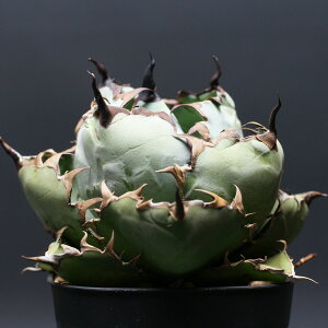 AKx `^m^yubNu[z "Agave titanota" Ǘ2471 ϗtA  蕨 v[g CeA  R[fbNX coudex A ubNu[