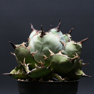 AKx `^m^yubNu[z "Agave titanota" Ǘ2472 ϗtA  蕨 v[g CeA  R[fbNX coudex A ubNu[