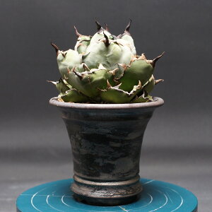 AKx `^m^yubNu[z "Agave titanota" Ǘ2473 ϗtA  蕨 v[g CeA  R[fbNX coudex A ubNu[