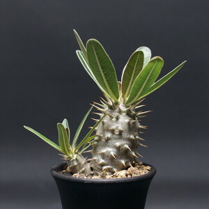 pL|fBE OLX "Pachypodium Gracilius" Ǘ2474 ϗtA  蕨 v[g CeA  R[fbNX coudex A pL|fBEOLX 