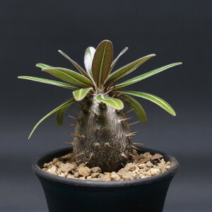 pL|fBE OLX "Pachypodium Gracilius" Ǘ2475 ϗtA  蕨 v[g CeA  R[fbNX coudex A pL|fBEOLX 