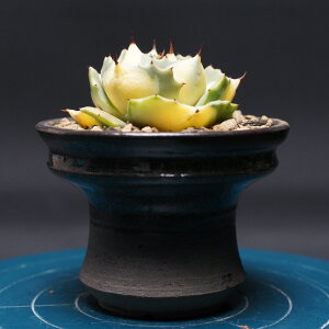 AKx |^g@oGK[^ "Agave potatorum variegata" Ǘ2476 ϗtA  蕨 v[g CeA  R[fbNX coudex A ܗ_ |^g |^g