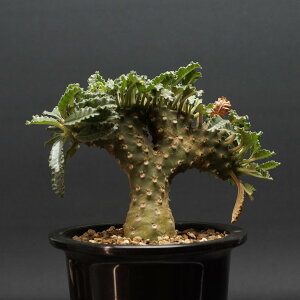 "Dorstenia lavrani" hXejA uj[ Ǘ2128 ς Ɣ codex R[fbNX A 򍪐A  hXejA ԉ Xg Ή