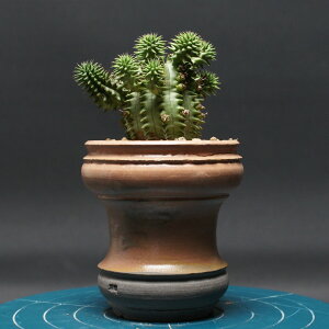 [tHrA XUiGyڗWz "Euphorbia suzannae" Ǘ2477 ϗtA  蕨 v[g CeA  R[fbNX coudex A [tHrA ڗW