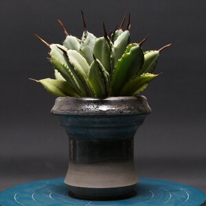 AKx L[rbN "Agave potatorum 'Cubic'" Ǘ2480 ϗtA  蕨 v[g CeA  R[fbNX coudex A AKx 픫