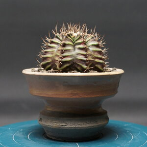 MmJLE yT-REXz "Gymnocalycium" Ǘ2484 ϗtA  蕨 v[g CeA  R[fbNX coudex A pL|fBEOLXT{e MmJLE 