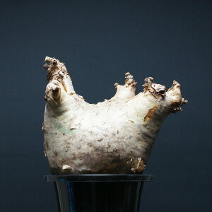 LtHXe} E^[ }NvX "Cyphostemma uter var. macropus" Ǘ2485 ϗtA  蕨 v[g CeA  R[fbNX coudex A LtHXe}