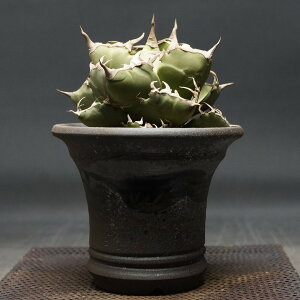 "Agave titanota" AKx `^m^yIz Ǘ2142 ς Ɣ codex R[fbNX A AKx`^m^