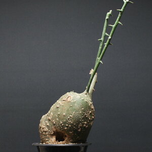 AfjA O{[T "Adenia globosa" Ǘ2486 ϗtA  蕨 v[g CeA  R[fbNX coudex A AfjAO{[T