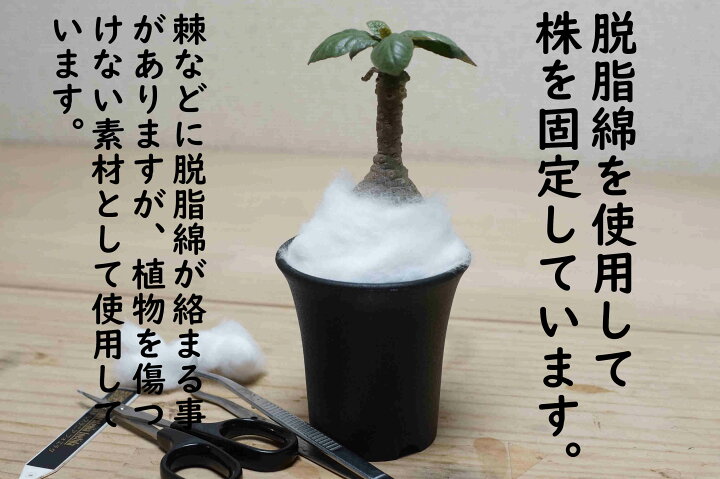 楽天市場】
