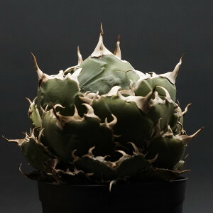 "Agave titanota" AKx `^m^y~z Ǘ2172 ς Ɣ codex R[fbNX A `^m^ ~