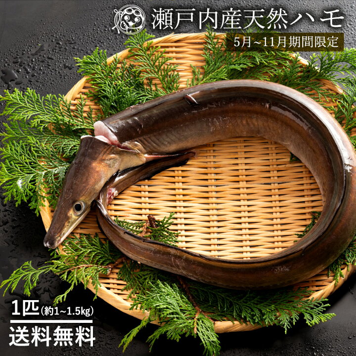 楽天市場 鮮魚 直送 ハモ 生 はも 大 1尾 1kg 1 5kg 天然 ハモ 香川県産 神経抜き 冷蔵 送料無料 鱧 魚 湯引き 蒲焼き グルメ 5月 11月のみ期間限定 お取り寄せグルメ ぼくの玉手箱屋ー