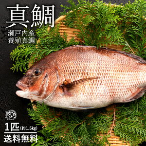 鯛 1kg 魚の通販 価格比較 価格 Com