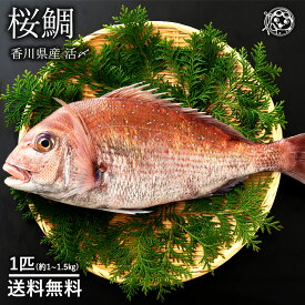 楽天市場 アコウ 魚の通販