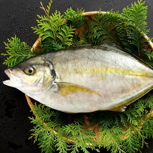 楽天市場 シマアジ 生 1尾 約1 2kg 1 6kg 神経抜き 香川県産 養殖 冷蔵 送料無料 鮮魚 しまあじ お寿司 贈答 魚 刺身 グルメ ぼくの玉手箱屋ー
