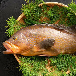 楽天市場 鮮魚 直送 アコウ キジハタ 生 1尾 約 1kg 1 3kg 幻の超高級魚 天然 香川県産 冷蔵 送料無料 鮮魚 神経抜き 生キジハタ あかみず アカミズ グルメ お取り寄せグルメ ぼくの玉手箱屋ー