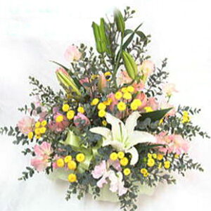  AWG y ~ 䋟  ~ V~  蕨 [ԃAWg]