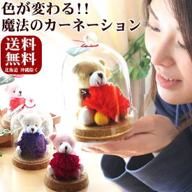 母の日 ギフト 2026 色が変わる魔法の花 プリザーブドフラワー カーネーション プレゼント KUMAKUMAフリル～ [プリザーブドフラワー]