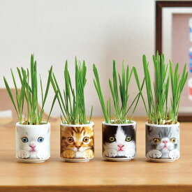 おちょこで猫草　栽培セット GD-1029　猫草 栽培キット ギフト プレゼント