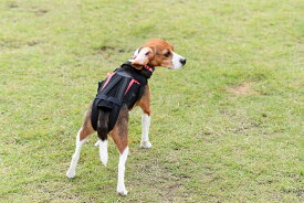 楽天市場 ヘルニア 首 犬の通販