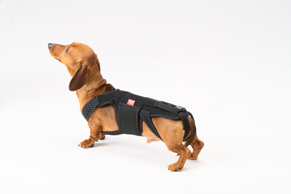 （anifull）わんコルWithブラック 犬用 コルセット 歩行補助コルセット 《Sサイズ》中型犬用 椎間板 ヘルニア事故 骨折