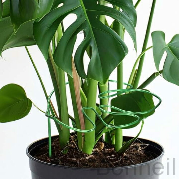 楽天市場】観葉植物 植物支柱 園芸支柱 モンステラ 観葉用サポート 花 