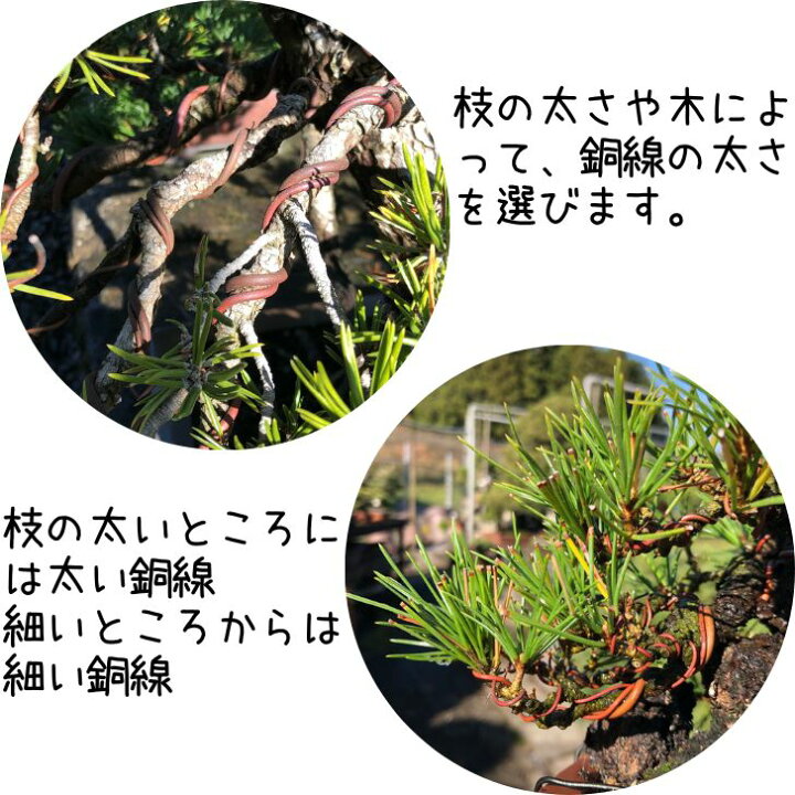 楽天市場】盆栽 銅線 なまし銅線 焼きなまし 1kg 12・14・16 