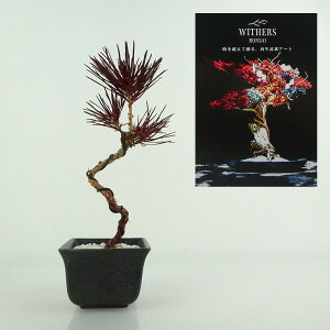盆栽 飾り 枯れない盆栽 松 高さ 約17cm Withers Bonsai 再生盆栽 フェイク盆栽 フェイクグリーン プリザーブド アート インテリア 鑑賞用 観賞用 小品 現品