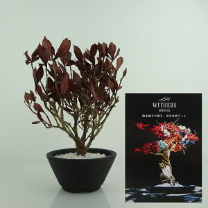 盆栽 飾り 枯れない盆栽 くちなし 高さ 約15cm Withers Bonsai 再生盆栽 フェイク盆栽 フェイクグリーン プリザーブド アート インテリア 鑑賞用 観賞用 小品 現品