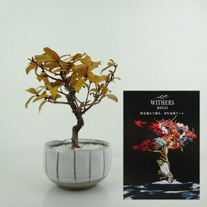 盆栽 飾り 枯れない盆栽 寒茱萸 カングミ 高さ 約15cm Withers Bonsai 再生盆栽 フェイク盆栽 フェイクグリーン プリザーブド アート インテリア 鑑賞用 観賞用 小品 現品