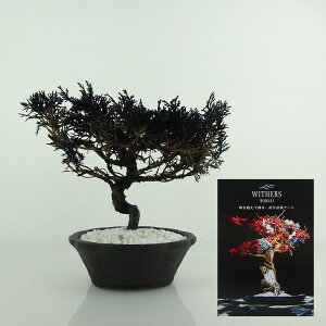 盆栽 飾り 枯れない盆栽 真柏 シンパク 高さ 約14cm Withers Bonsai 再生盆栽 フェイク盆栽 フェイクグリーン プリザーブド アート インテリア 鑑賞用 観賞用 小品 現品