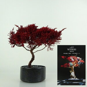 盆栽 飾り 枯れない盆栽 真柏 シンパク 高さ 約13cm Withers Bonsai 再生盆栽 フェイク盆栽 フェイクグリーン プリザーブド アート インテリア 鑑賞用 観賞用 小品 現品