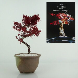 盆栽 飾り 枯れない盆栽 真柏 シンパク 高さ 約17cm Withers Bonsai 再生盆栽 フェイク盆栽 フェイクグリーン プリザーブド アート インテリア 鑑賞用 観賞用 小品 現品