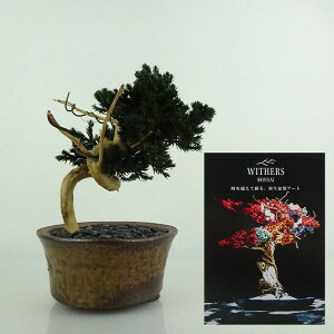 盆栽 飾り 枯れない盆栽 杜松 トショウ 高さ 約14cm Withers Bonsai 再生盆栽 フェイク盆栽 フェイクグリーン プリザーブド アート インテリア 鑑賞用 観賞用 小品 現品