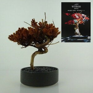 盆栽 飾り 枯れない盆栽 杜松 トショウ 高さ 約18cm Withers Bonsai 再生盆栽 フェイク盆栽 フェイクグリーン プリザーブド アート インテリア 鑑賞用 観賞用 小品 現品