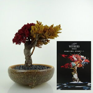 盆栽 飾り 枯れない盆栽 杜松 トショウ 高さ 約20cm Withers Bonsai 再生盆栽 フェイク盆栽 フェイクグリーン プリザーブド アート インテリア 鑑賞用 観賞用 小品 現品