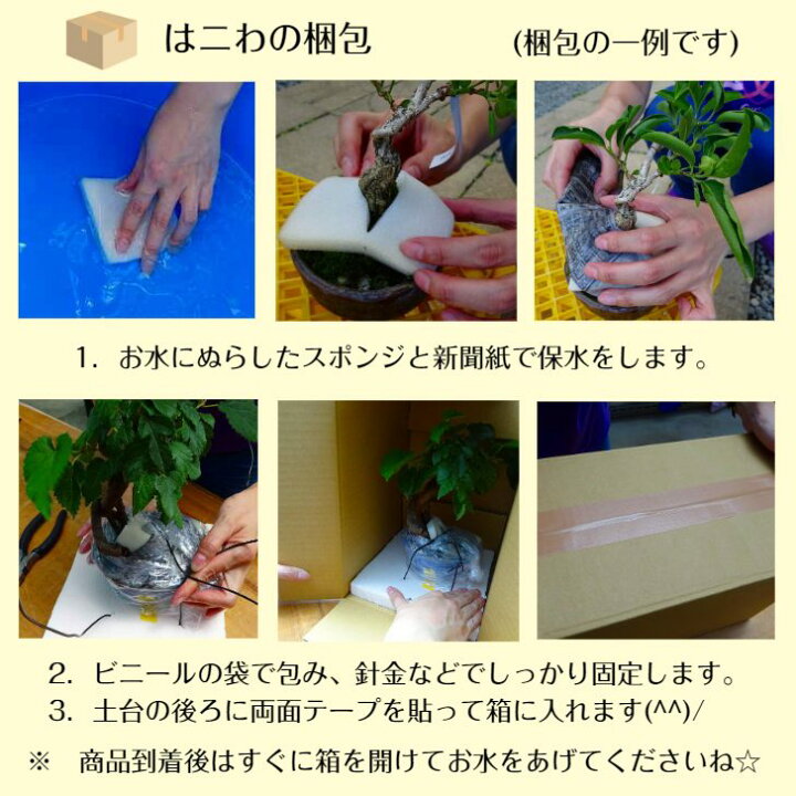 楽天市場 ポイント3倍 9 15 23 59まで 盆栽 金豆 きんず Fortunella Hindsii キンズ マメキンカン 実物 ミカン科 キンカン属 常緑樹 小品 現品 送料無料 ぼんさい Bonsai 雑木 趣味 和 人気商品 癒し プレゼント 贈りもの お祝い 植物 盆栽はニわ 楽天市場店