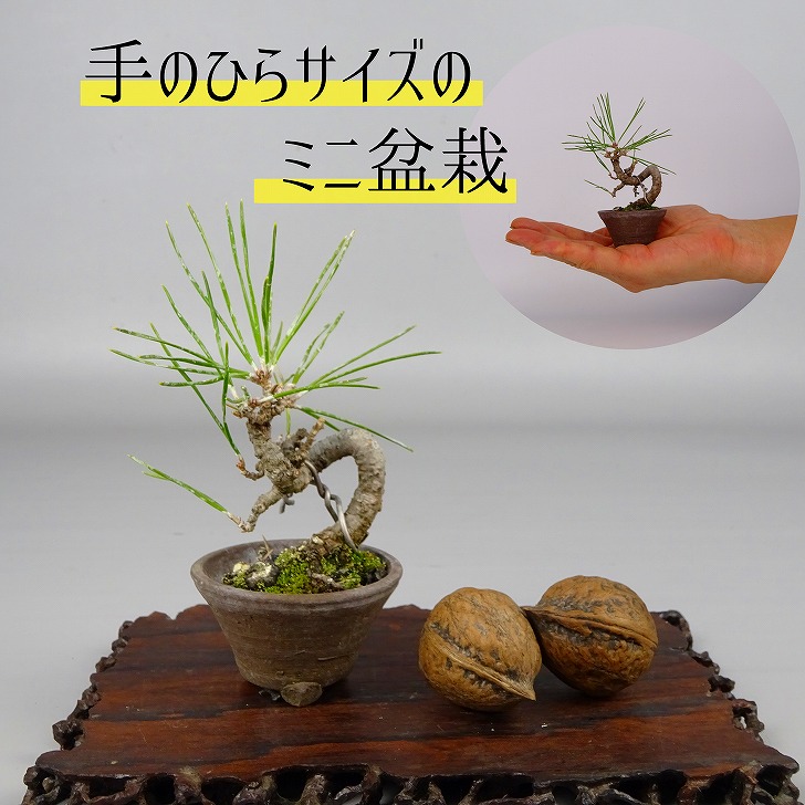 ミニ 黒松 盆栽の人気商品・通販・価格比較 - 価格.com