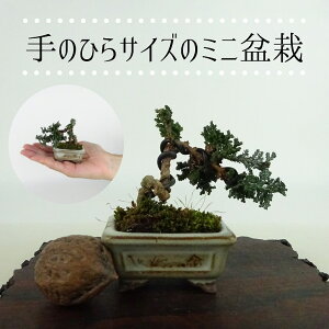 ~ O ΉO ~j~  6cm Ђ̂ Chamaecyparis obtusa ZbJqmL qmL Ύ Ϗܗp i i 