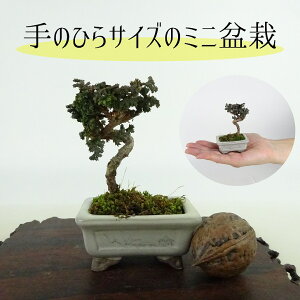 ~ O ΉO ~j~  6cm Ђ̂ Chamaecyparis obtusa ZbJqmL qmL Ύ Ϗܗp i i 