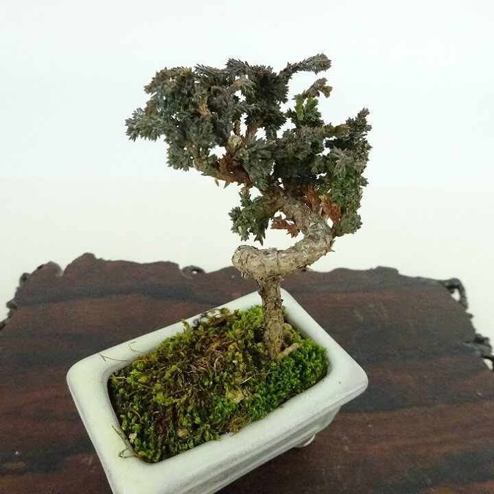盆栽 『檜』 ヒノキ 和風 インテリア 観葉植物 ガーデニング 抉る b054