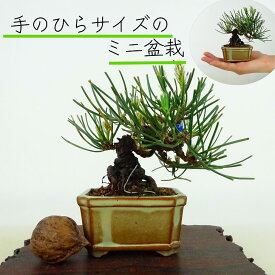 盆栽 松 黒松 ミニ盆栽 樹高 約10cm くろまつ Pinus thunbergii クロマツ マツ科 常緑針葉樹 観賞用 小品 現品
