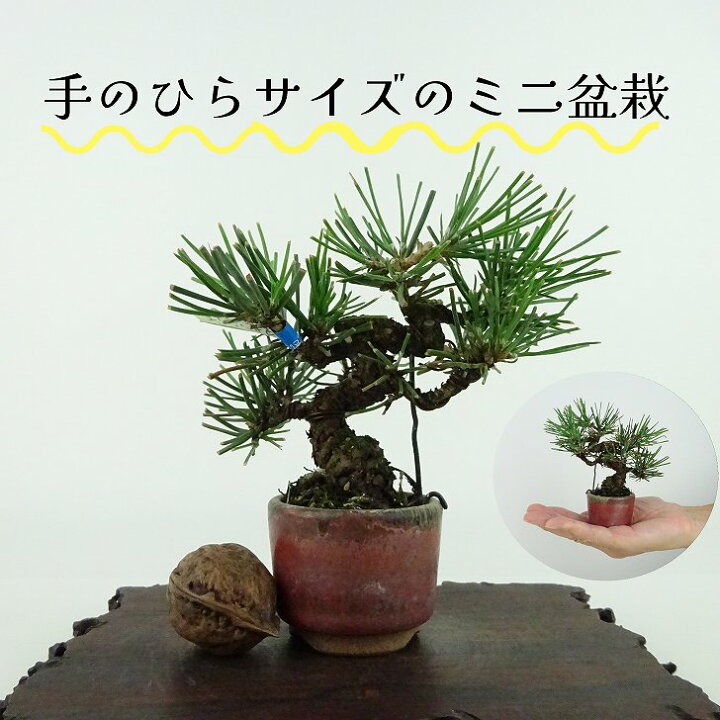 楽天市場】盆栽 松 黒松 ミニ盆栽 樹高 約9cm くろまつ Pinus 