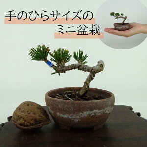 ~  ܗt ~j~  5cm 悤܂ Pinus parviflora SE}c }c ΐjt Ϗܗp i i 